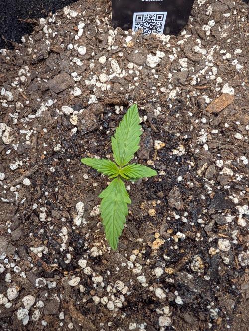 Fast Buds & Mephisto. Week 1