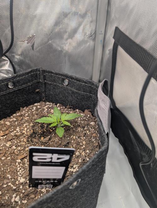 Fast Buds & Mephisto. Week 2 - Apple strudel