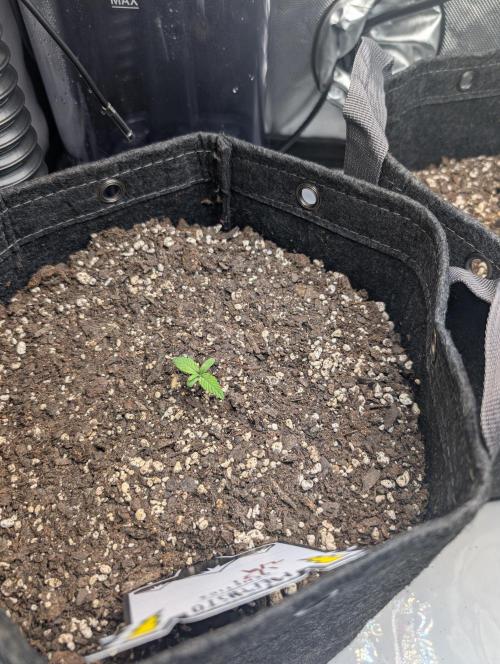 Fast Buds & Mephisto. Week 2 - Piglettas purple potion