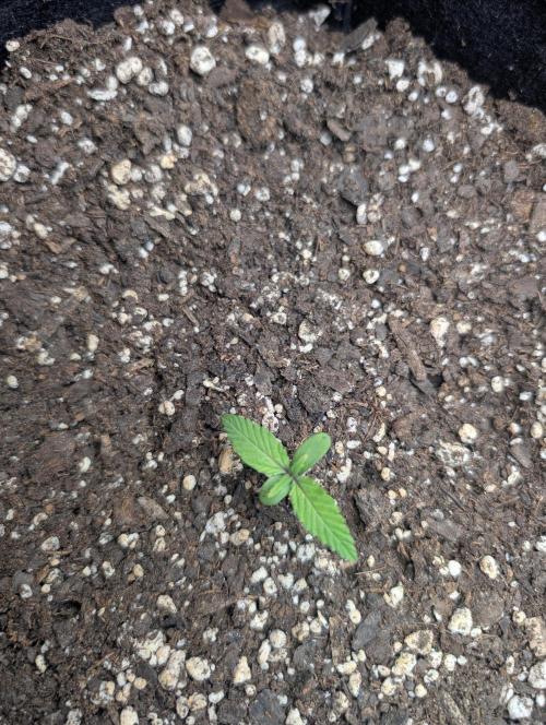 Fast Buds & Mephisto. Week 2 - Piglettas purple potion 