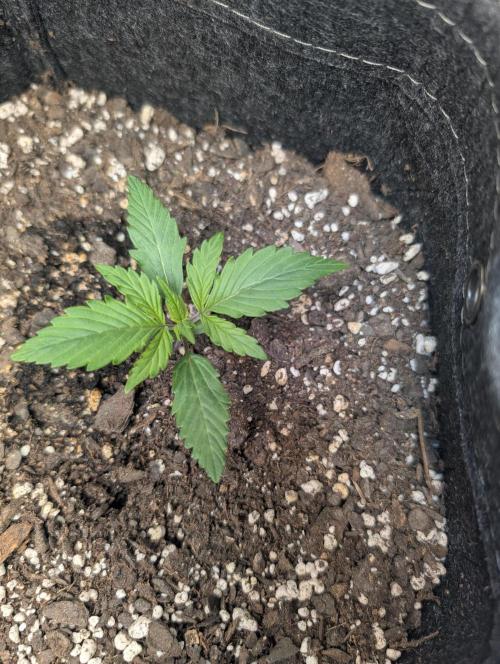 Fast Buds & Mephisto. Week 2 - Apple strudel 