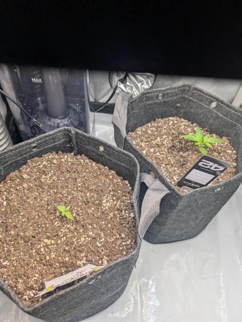 Fast Buds & Mephisto. Week 2