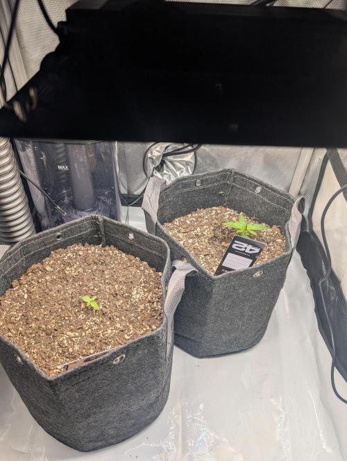 Fast Buds & Mephisto. Week 2