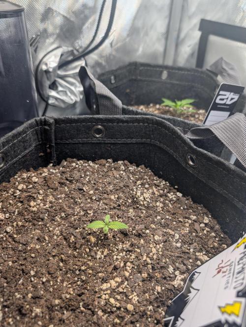 Fast Buds & Mephisto. Week 2 - Piglettas purple potion 