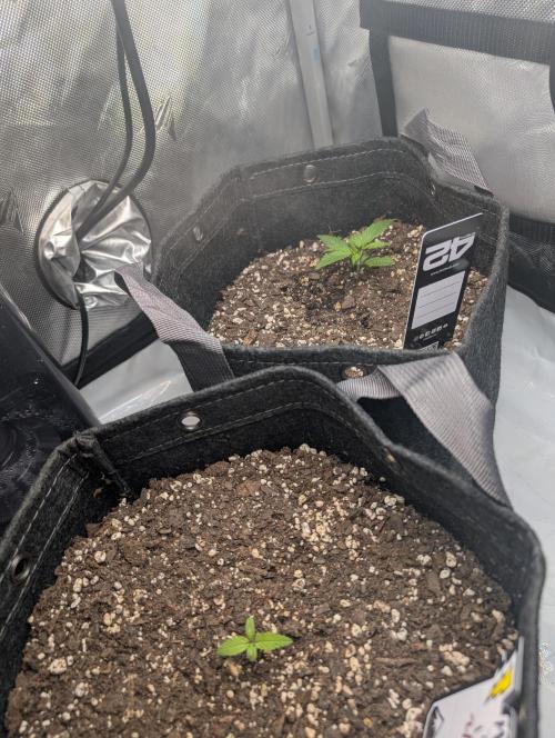 Fast Buds & Mephisto. Week 2