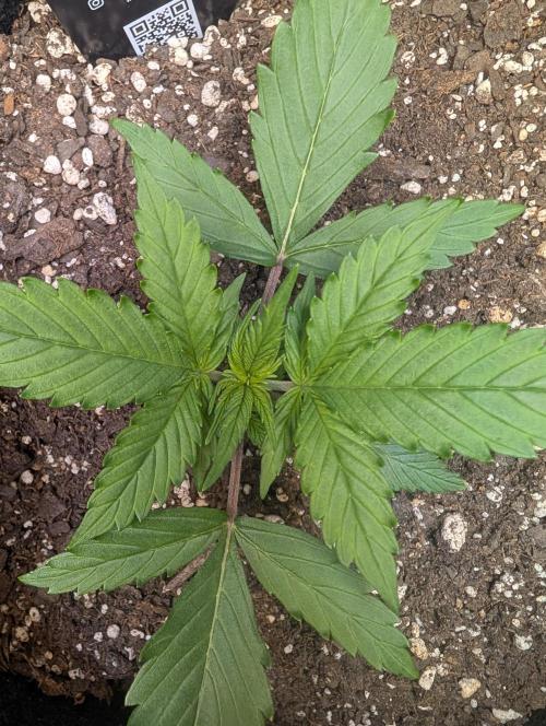 Fast Buds & Mephisto. Week 2 - Apple strudel 
