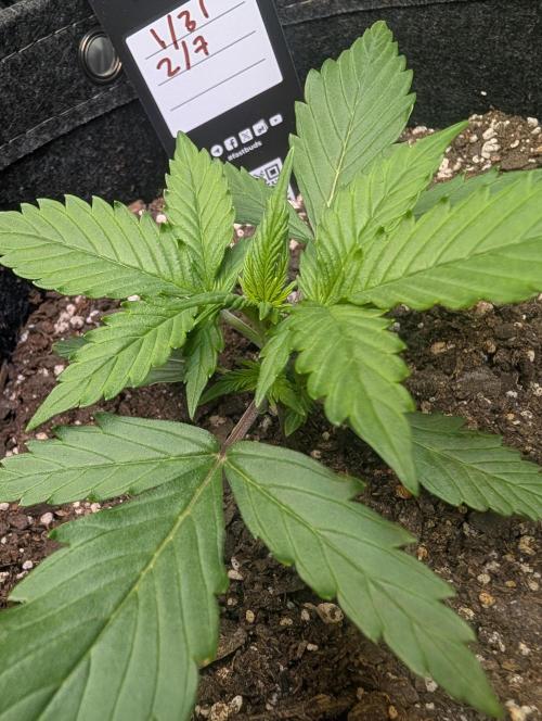 Fast Buds & Mephisto. Week 2 - Apple strudel 