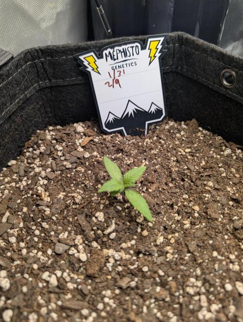 Fast Buds & Mephisto. Week 2 - Piglettas purple potion 