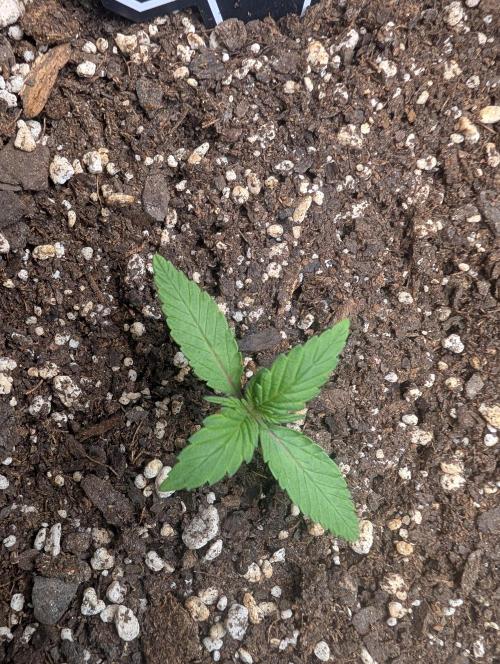 Fast Buds & Mephisto. Week 2 - Piglettas purple potion 