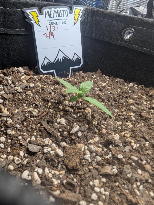 Fast Buds & Mephisto. Week 2 - Piglettas purple potion 