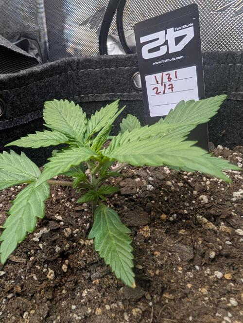 Fast Buds & Mephisto. Week 2 - Apple strudel 