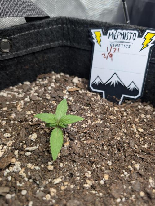 Fast Buds & Mephisto. Week 2 - Piglettas purple potion 