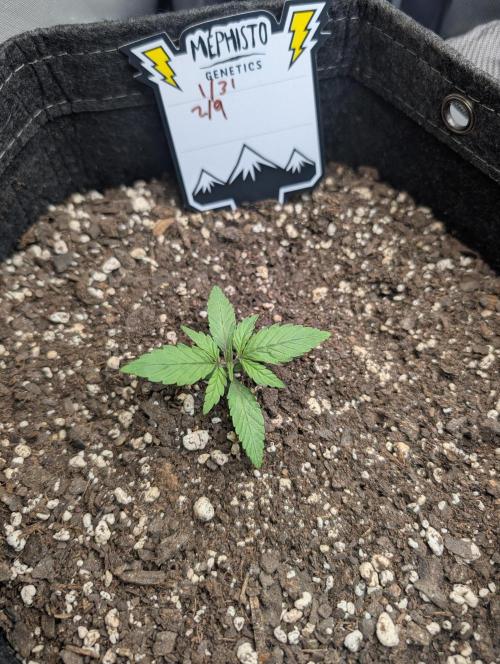 Fast Buds & Mephisto. Week 3