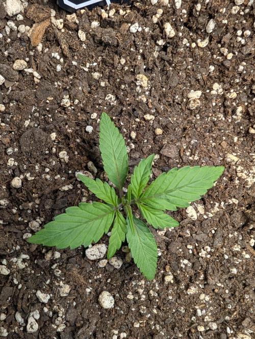 Fast Buds & Mephisto. Week 3