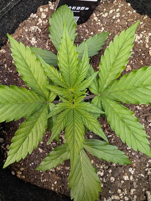 Fast Buds & Mephisto. Week 3