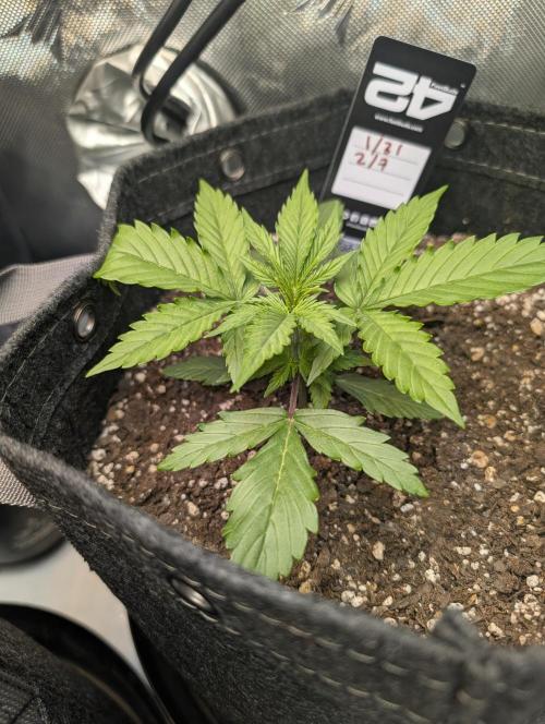 Fast Buds & Mephisto. Week 3