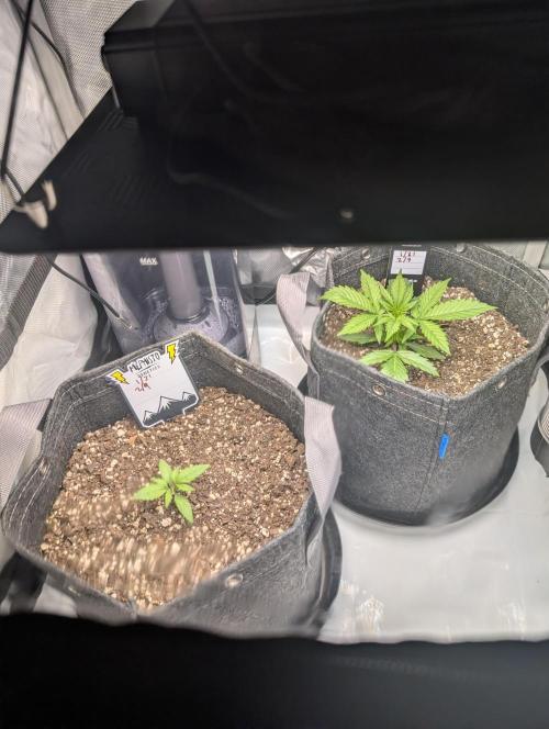Fast Buds & Mephisto. Week 3
