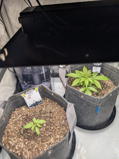 Fast Buds & Mephisto. Week 3