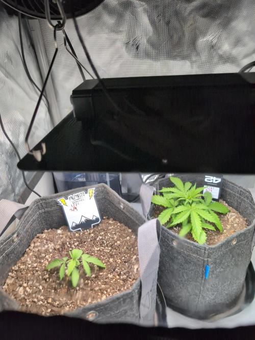 Fast Buds & Mephisto. Week 3