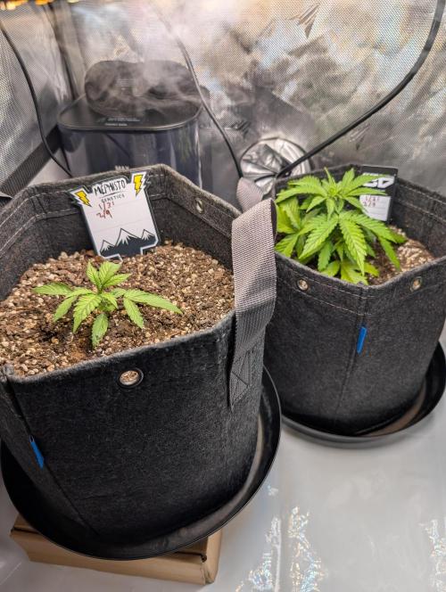 Fast Buds & Mephisto. Week 3