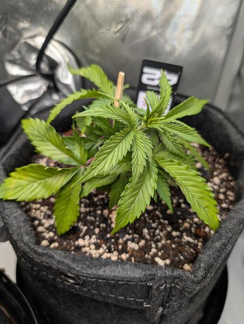 Fast Buds & Mephisto. Week 3