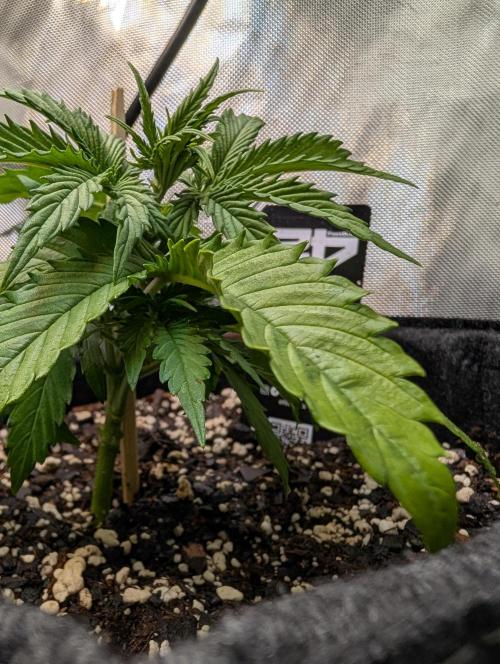 Fast Buds & Mephisto. Week 3