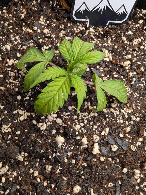 Fast Buds & Mephisto. Week 3