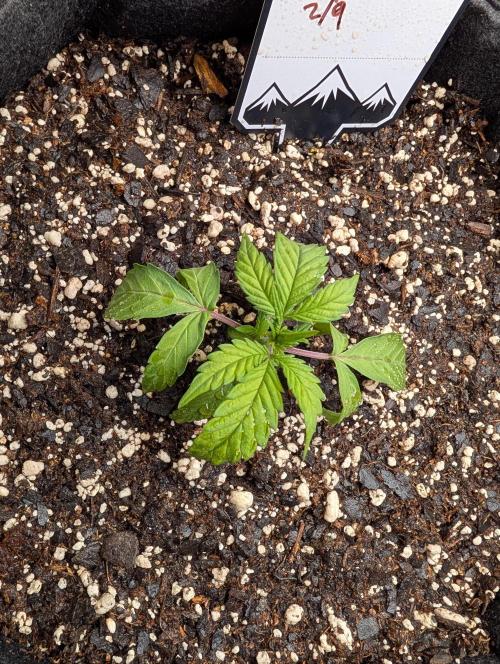 Fast Buds & Mephisto. Week 3