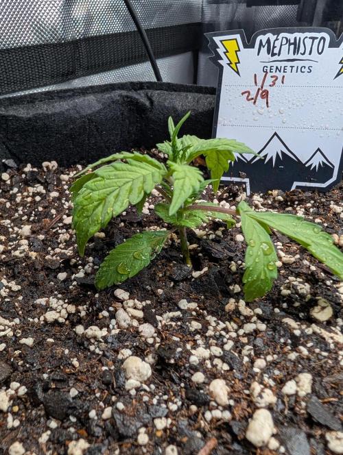 Fast Buds & Mephisto. Week 3