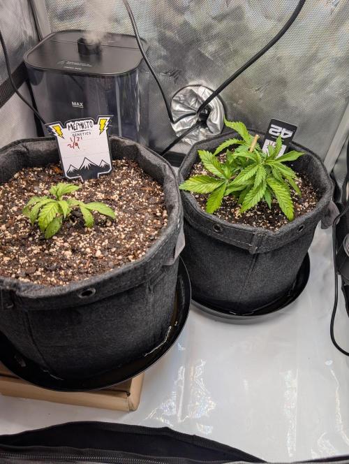 Fast Buds & Mephisto. Week 3