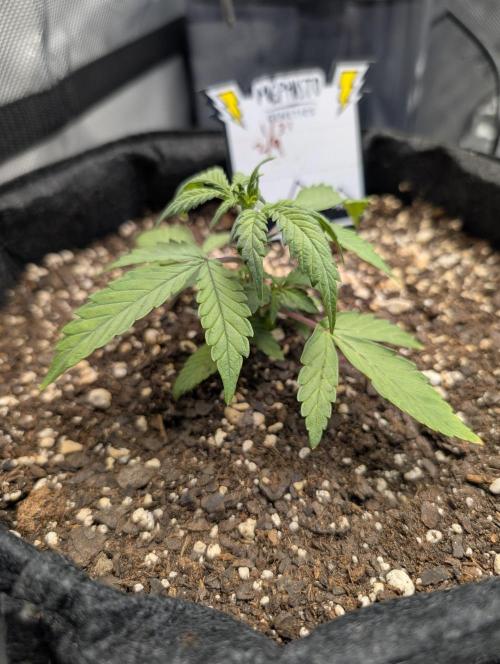 Fast Buds & Mephisto. Week 4