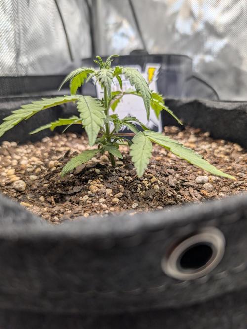 Fast Buds & Mephisto. Week 4