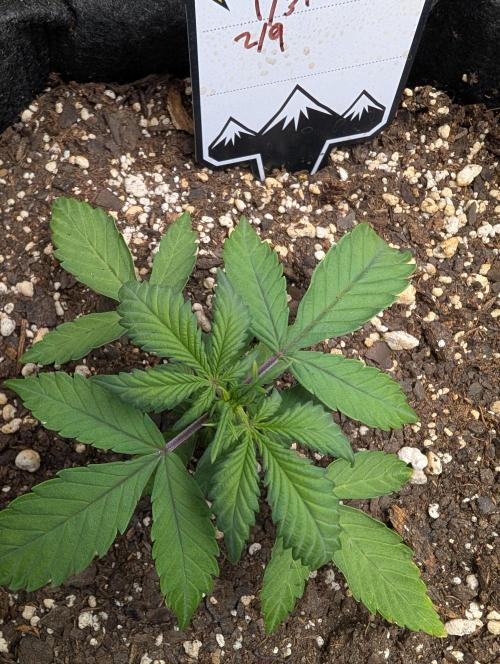 Fast Buds & Mephisto. Week 4
