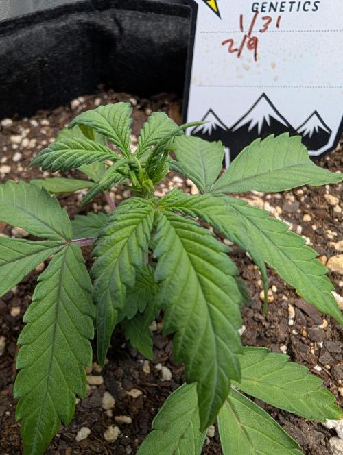 Fast Buds & Mephisto. Week 4