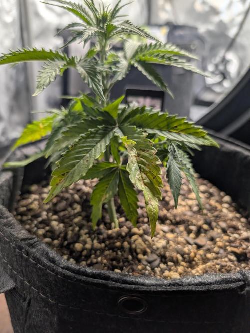 Fast Buds & Mephisto. Week 4