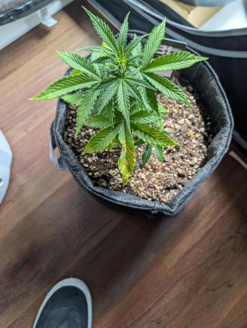 Fast Buds & Mephisto. Week 4