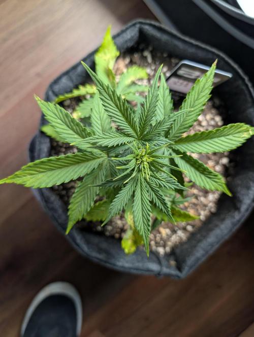 Fast Buds & Mephisto. Week 4