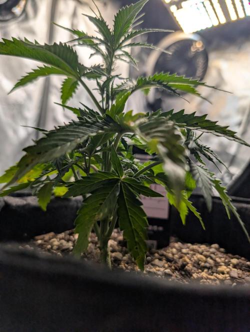 Fast Buds & Mephisto. Week 4