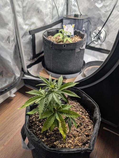 Fast Buds & Mephisto. Week 4