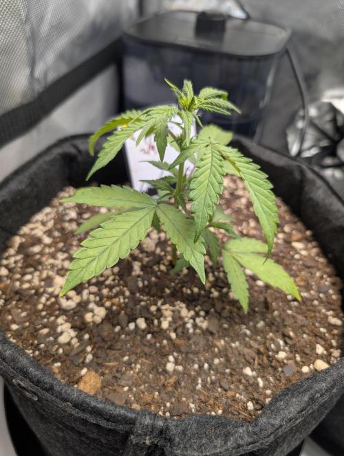 Fast Buds & Mephisto. Week 4