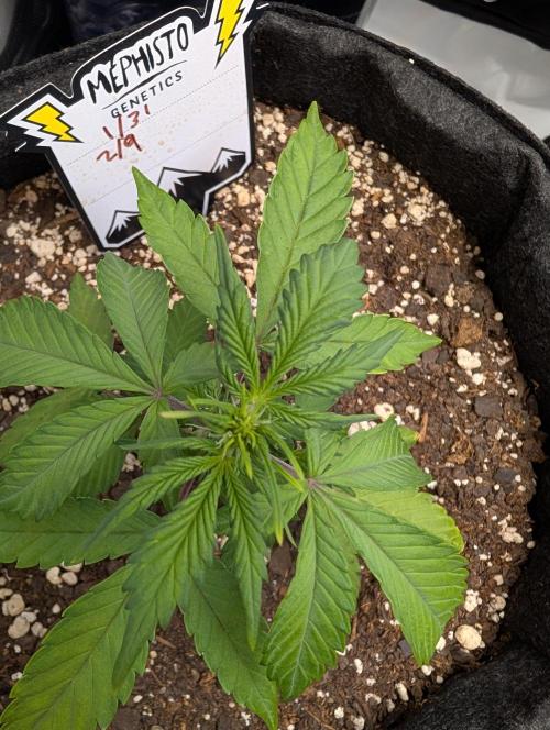 Fast Buds & Mephisto. Week 4