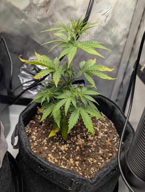Fast Buds & Mephisto. Week 4