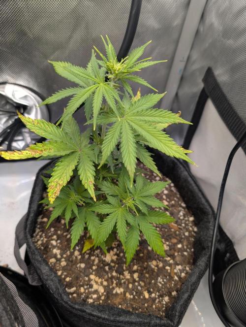 Fast Buds & Mephisto. Week 4