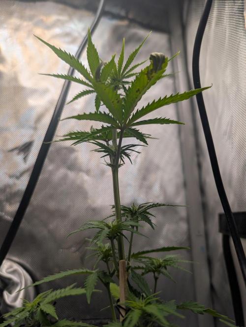 Fast Buds & Mephisto. Week 5