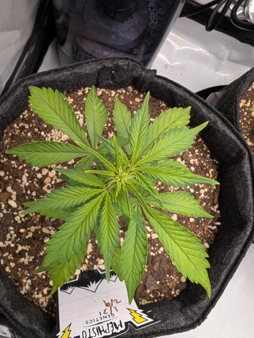 Fast Buds & Mephisto. Week 5