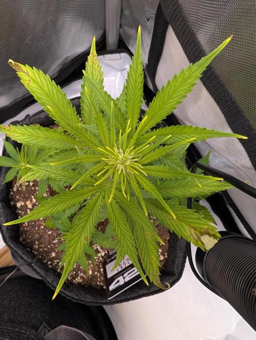 Fast Buds & Mephisto. Week 5