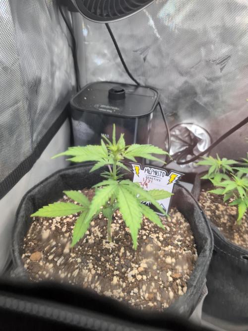 Fast Buds & Mephisto. Week 5