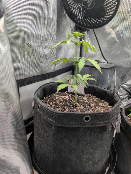 Fast Buds & Mephisto. Week 5