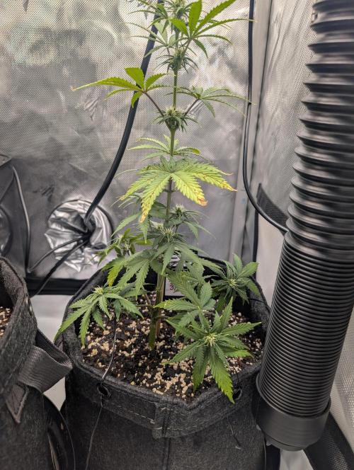 Fast Buds & Mephisto. Week 5