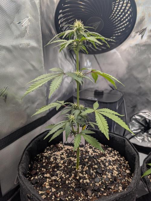 Fast Buds & Mephisto. Week 5